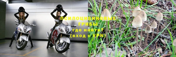 ГАЛЛЮЦИНОГЕННЫЕ ГРИБЫ Корсаков